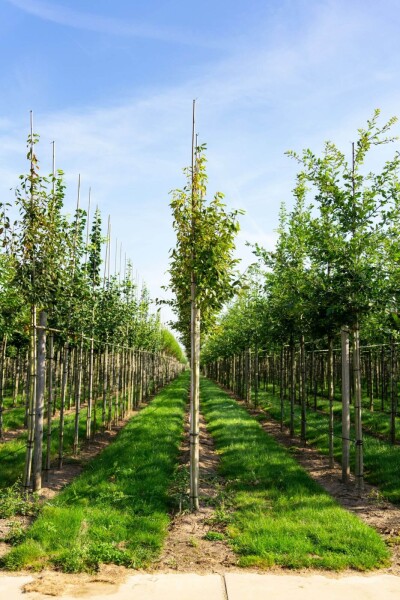 Amelanchier arborea 'Robin Hill' haute-tige 6/8