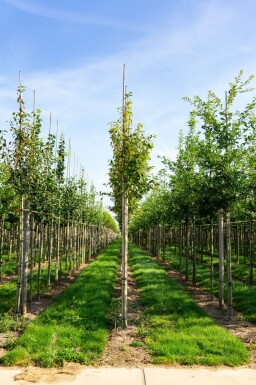 Amelanchier arborea 'Robin Hill' haute-tige