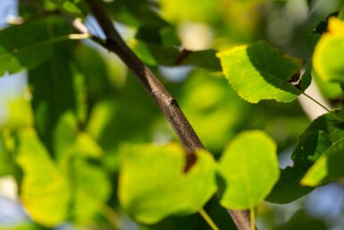 Amelanchier arborea 'Robin Hill' haute-tige