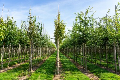 Amelanchier arborea 'Robin Hill' haute-tige 6/8