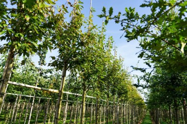 Amelanchier arborea 'Robin Hill' haute-tige 6/8