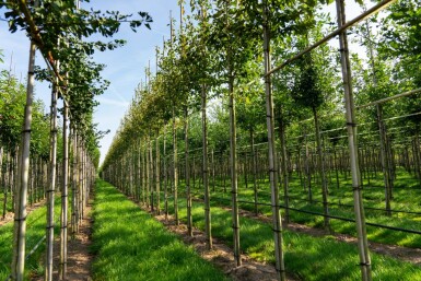 Amelanchier arborea 'Robin Hill' haute-tige 6/8