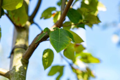Amelanchier arborea 'Robin Hill' haute-tige 6/8