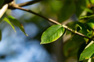 Amelanchier arborea 'Robin Hill' haute-tige 6/8