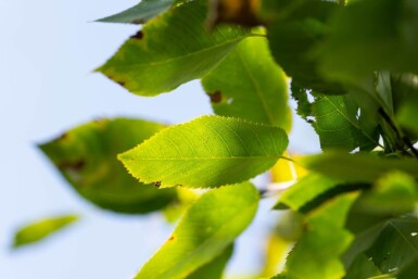 Amelanchier arborea 'Robin Hill' haute-tige 6/8