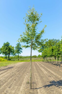 Amelanchier arborea 'Robin Hill' haute-tige 6/8