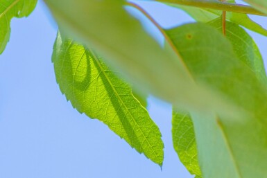 Amelanchier arborea 'Robin Hill' haute-tige 6/8