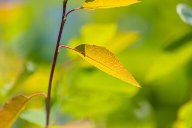 Amelanchier arborea 'Robin Hill' haute-tige 6/8