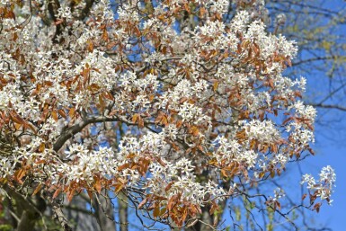 Amelanchier canadensis haute-tige