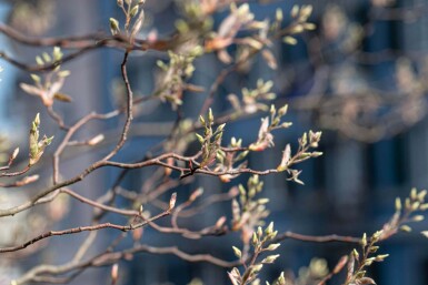 Amelanchier canadensis haute-tige