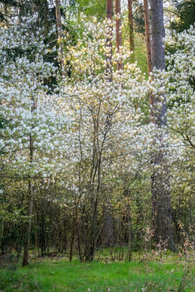 Amelanchier canadensis cépée