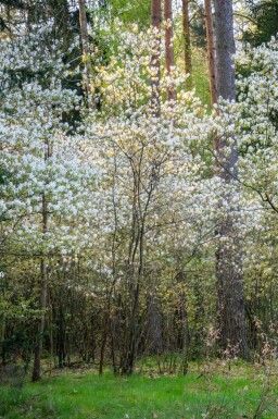 Amelanchier canadensis cépée