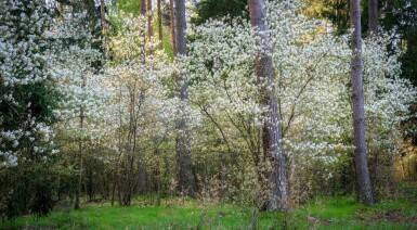 Amelanchier canadensis cépée