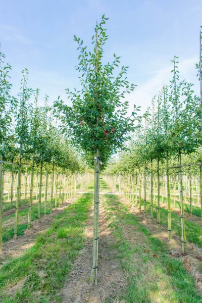 Amelanchier laevis 'Ballerina' haute-tige 6/8