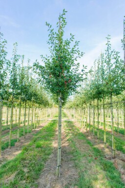 Amelanchier laevis 'Ballerina' haute-tige