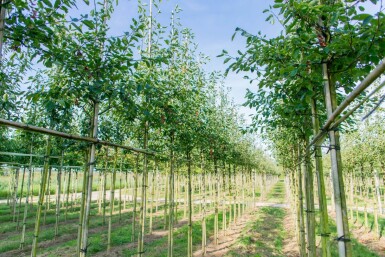 Amelanchier laevis 'Ballerina' haute-tige 6/8