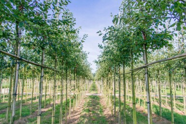 Amelanchier laevis 'Ballerina' haute-tige 6/8