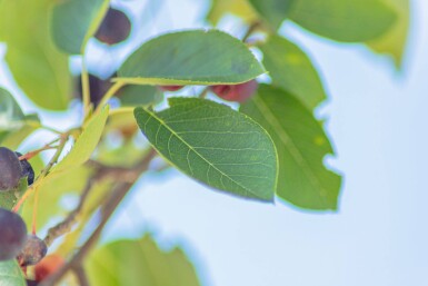 Amelanchier laevis 'Ballerina' haute-tige 6/8