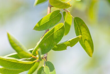 Amelanchier laevis 'Ballerina' haute-tige 6/8