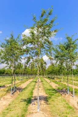 Amelanchier laevis 'Ballerina' haute-tige 6/8