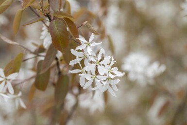 Amelanchier laevis 'Ballerina' haute-tige 6/8