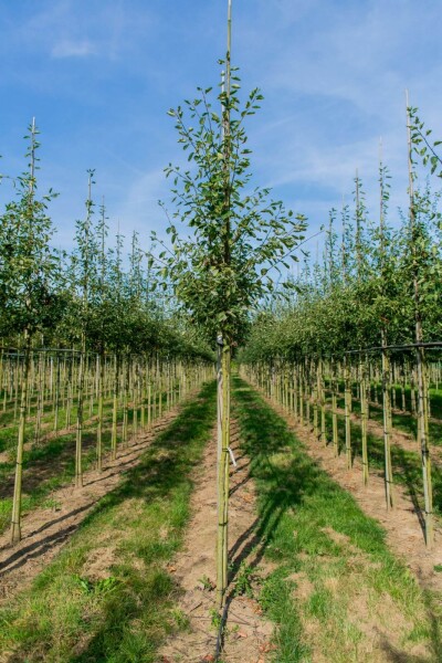 Amelanchier lamarckii haute-tige 4/6