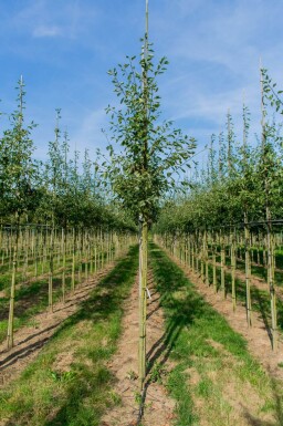 Amelanchier lamarckii haute-tige