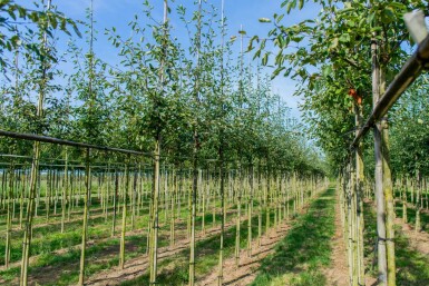 Amelanchier lamarckii haute-tige 4/6