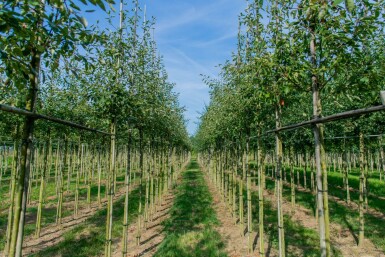 Amelanchier lamarckii haute-tige 4/6