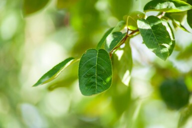 Amelanchier lamarckii haute-tige 4/6