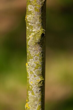 Amelanchier lamarckii haute-tige 4/6