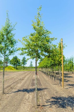 Amelanchier lamarckii haute-tige 4/6