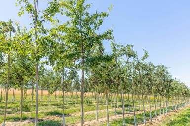 Amelanchier lamarckii haute-tige 4/6