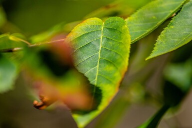 Amelanchier lamarckii haute-tige 4/6