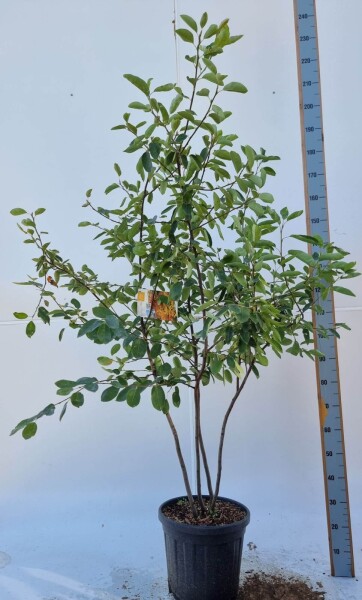 Amelanchier lamarckii cépée 300-350