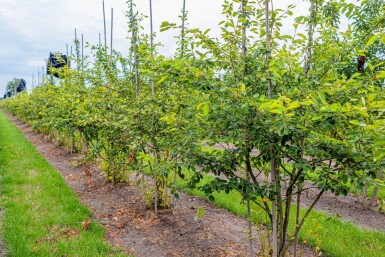 Amelanchier lamarckii cépée 300-350