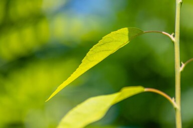Amelanchier lamarckii cépée 300-350