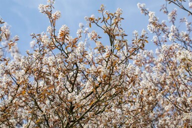 Amelanchier lamarckii cépée 300-350