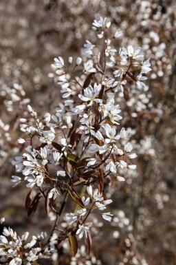 Amelanchier lamarckii cépée 300-350