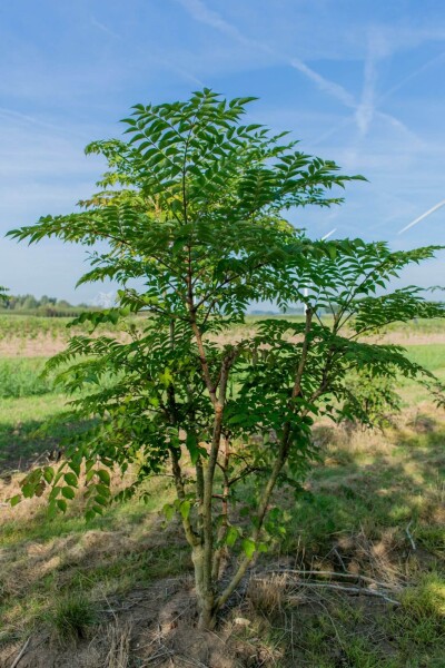 Aralia elata cépée
