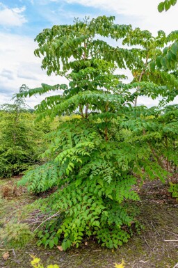 Aralia elata cépée