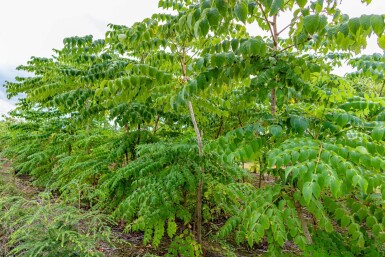 Aralia elata cépée