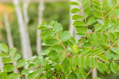 Aralia elata cépée