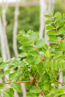 Aralia elata cépée
