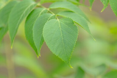 Aralia elata cépée