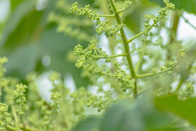 Aralia elata cépée