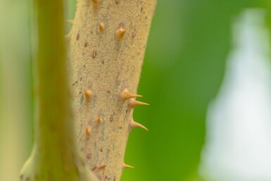 Aralia elata cépée