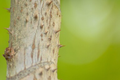 Aralia elata cépée