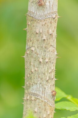 Aralia elata cépée