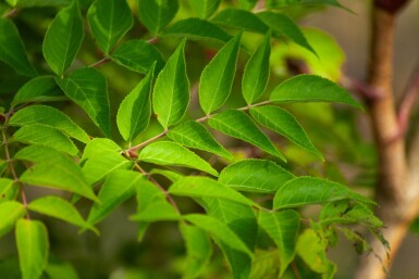 Aralia elata cépée